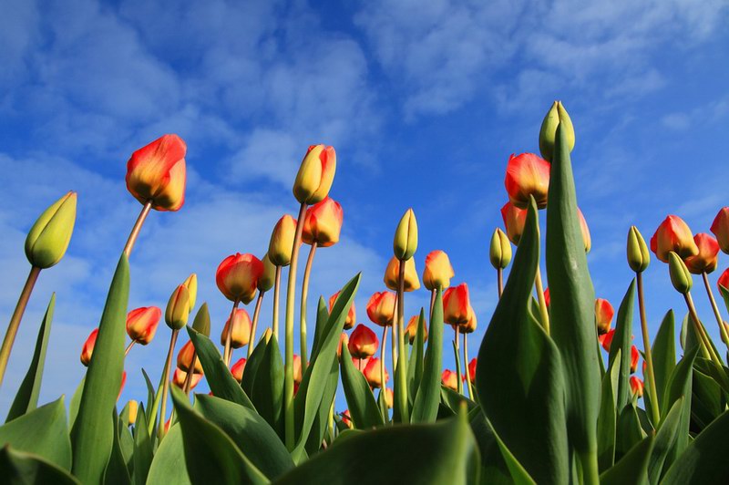 Тюльпаны, Нидерланды